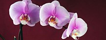 Obraz Orchidea Panoráma zs18533